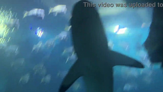 Aquarium Trip with Aliya Brynn Turns Into Aggreive Ass Eating and Milking